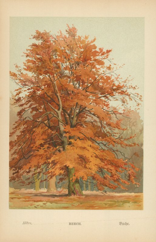 Buche von William Henry James Boot