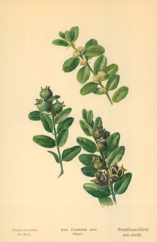 Blumen- und Obstkiste von William Henry James Boot