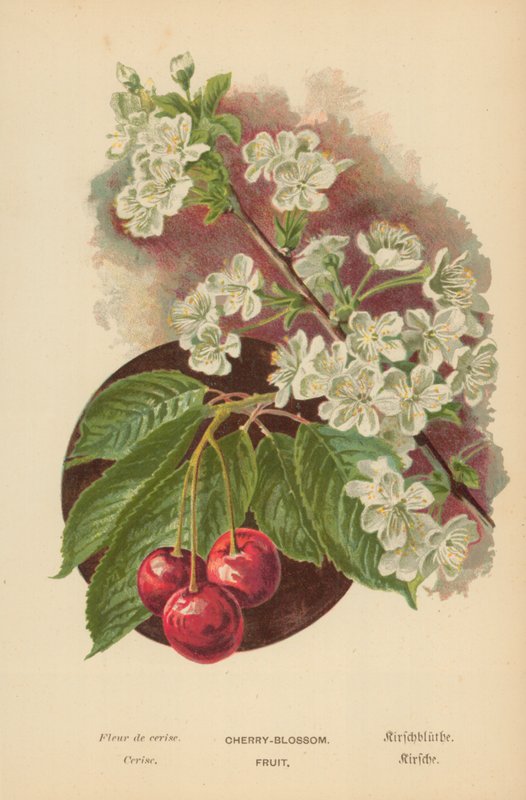 Kirschblüte. Frucht von William Henry James Boot