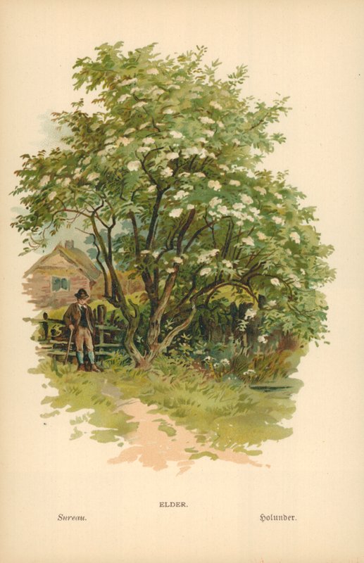 Ältester von William Henry James Boot