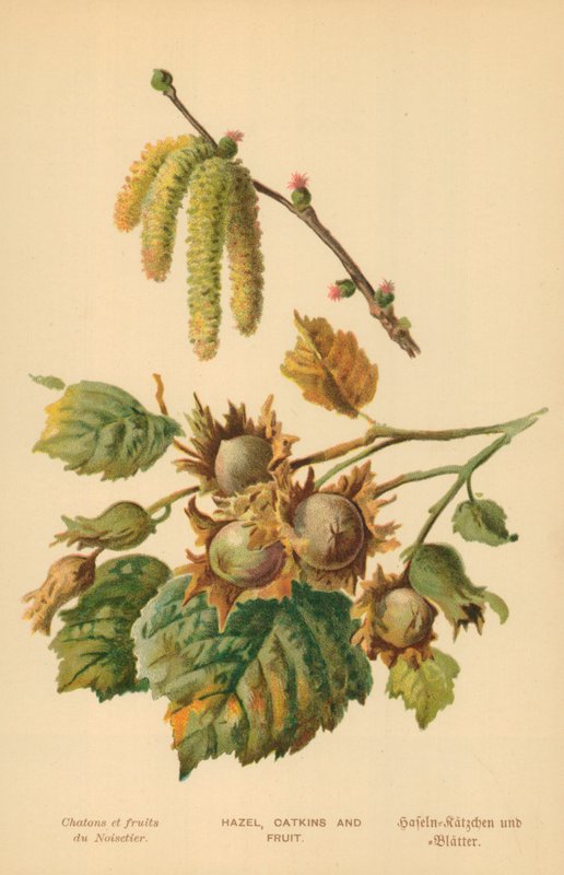 Hasel, Kätzchen und Frucht von William Henry James Boot