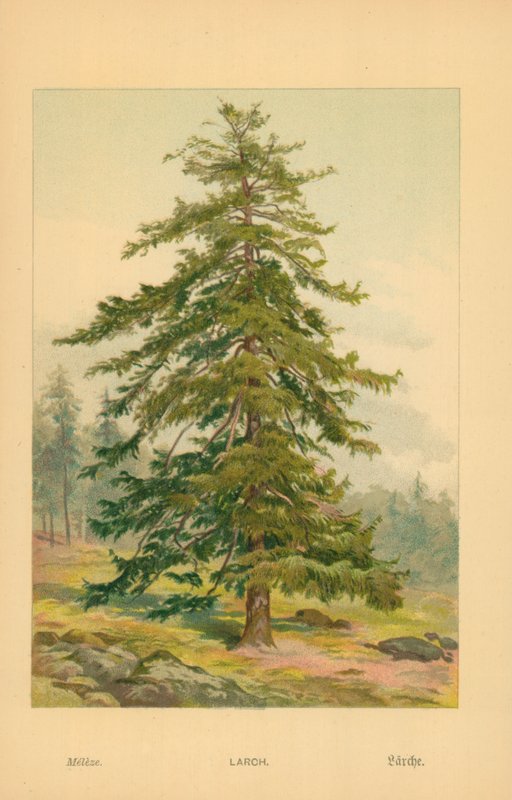Lärche von William Henry James Boot