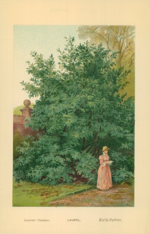 Lorbeer von William Henry James Boot