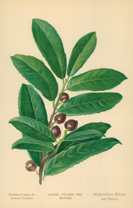 Lorbeer, Laub und Beeren von William Henry James Boot