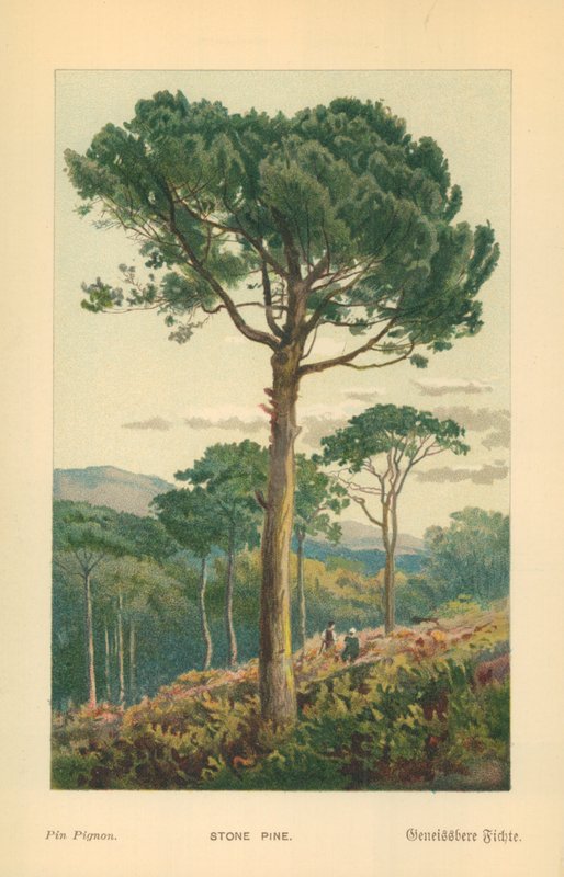 Steinkiefer von William Henry James Boot