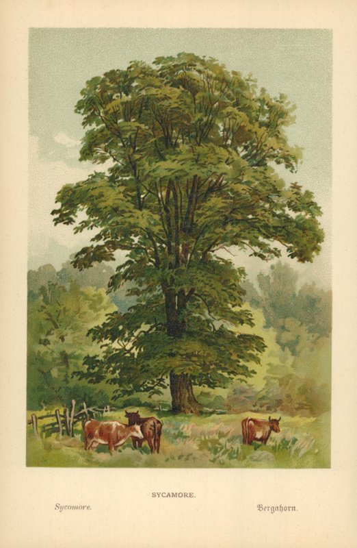 Ahorn von William Henry James Boot