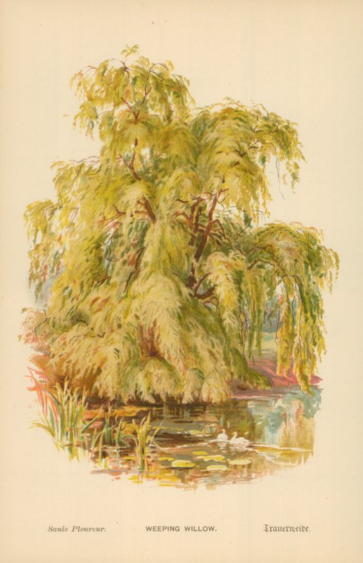 Trauerweide von William Henry James Boot