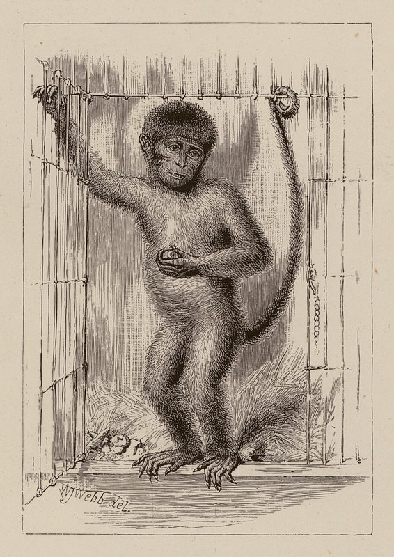 Der Neger-Affe von William James Webbe