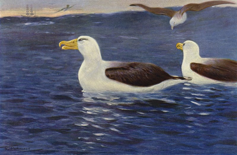Albatros von after Wilhelm Kuhnert