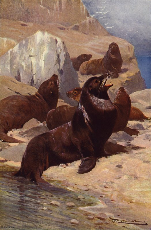 Kalifornischer Seelöwe von after Wilhelm Kuhnert