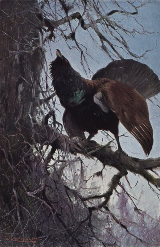 Auerhuhn von after Wilhelm Kuhnert