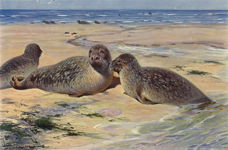 Seehund von after Wilhelm Kuhnert