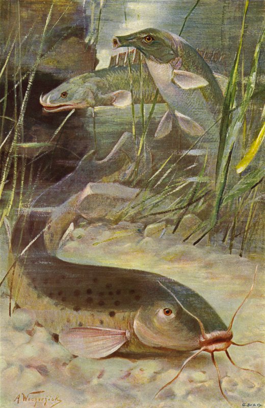 Zitterwels, Bichir, Kofferfisch von after Wilhelm Kuhnert
