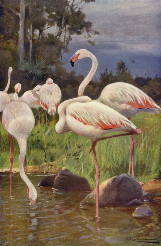 Flamingo von after Wilhelm Kuhnert