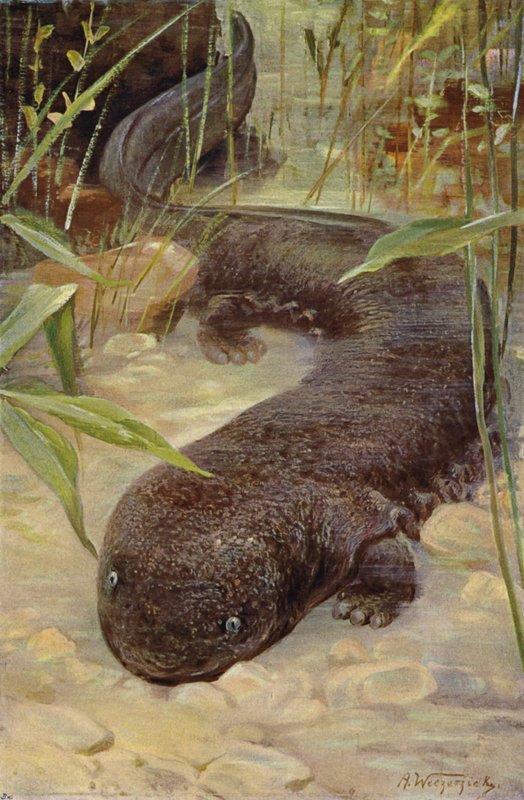 Riesen-Salamander von after Wilhelm Kuhnert