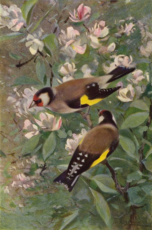 Stieglitz von after Wilhelm Kuhnert
