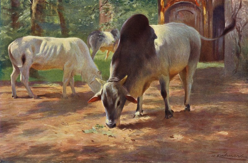 Indisches Buckelrind von after Wilhelm Kuhnert