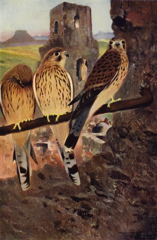 Turmfalke von after Wilhelm Kuhnert