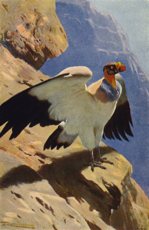 Königsgeier von after Wilhelm Kuhnert