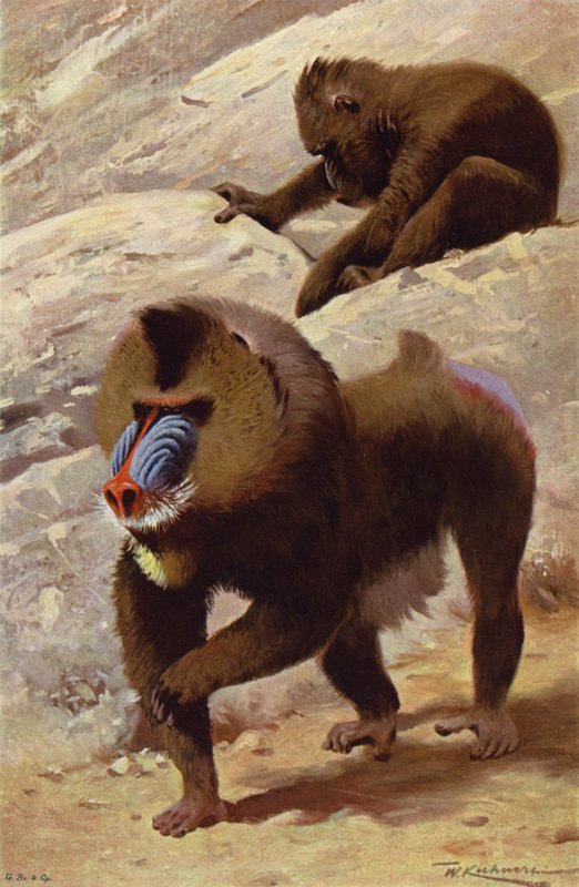 Mandrill von after Wilhelm Kuhnert
