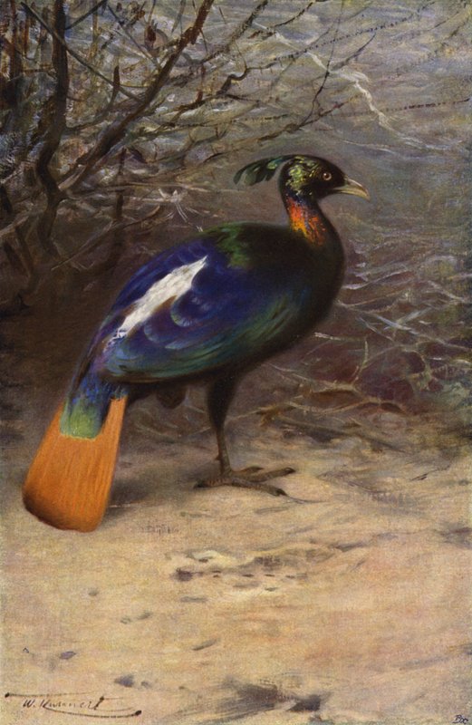 Monal von after Wilhelm Kuhnert