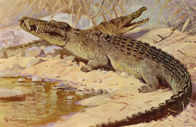 Nilkrokodil von after Wilhelm Kuhnert