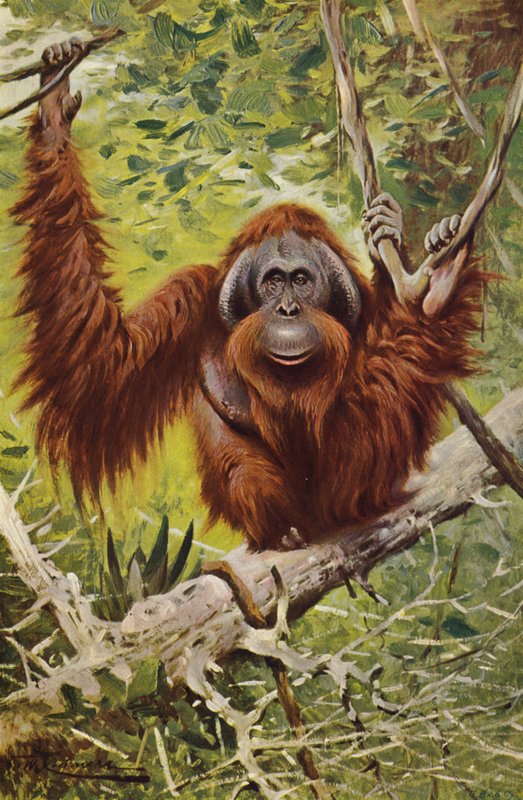 Orang-Utan von after Wilhelm Kuhnert