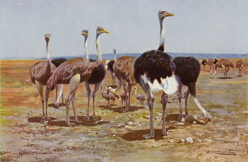 Somali-Strauß von after Wilhelm Kuhnert
