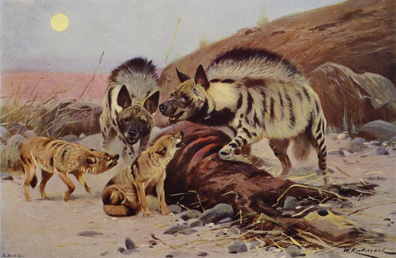 Gestreifte Hyäne und Schakal von after Wilhelm Kuhnert
