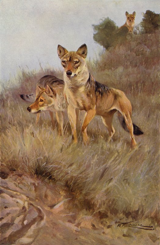 Wolf von after Wilhelm Kuhnert